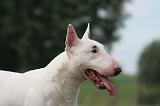 BULL TERRIER MINIATURE 110